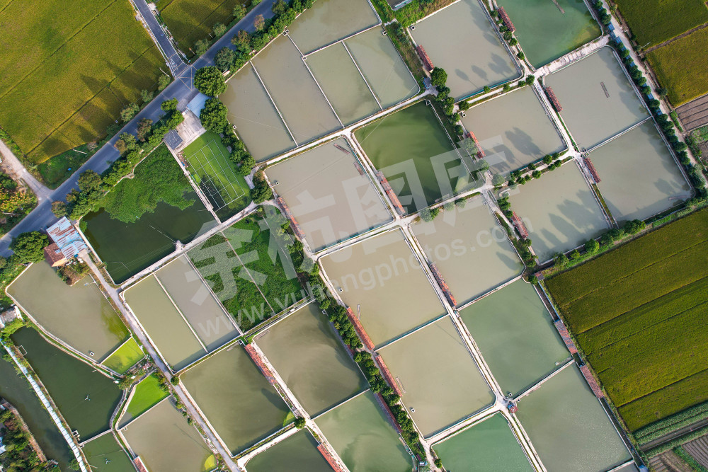 《生态鱼塘美如调色板》 