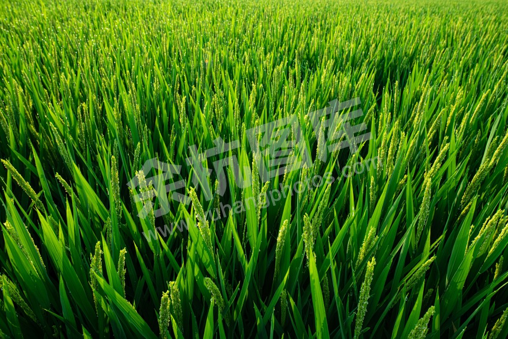 《稻香小镇》
