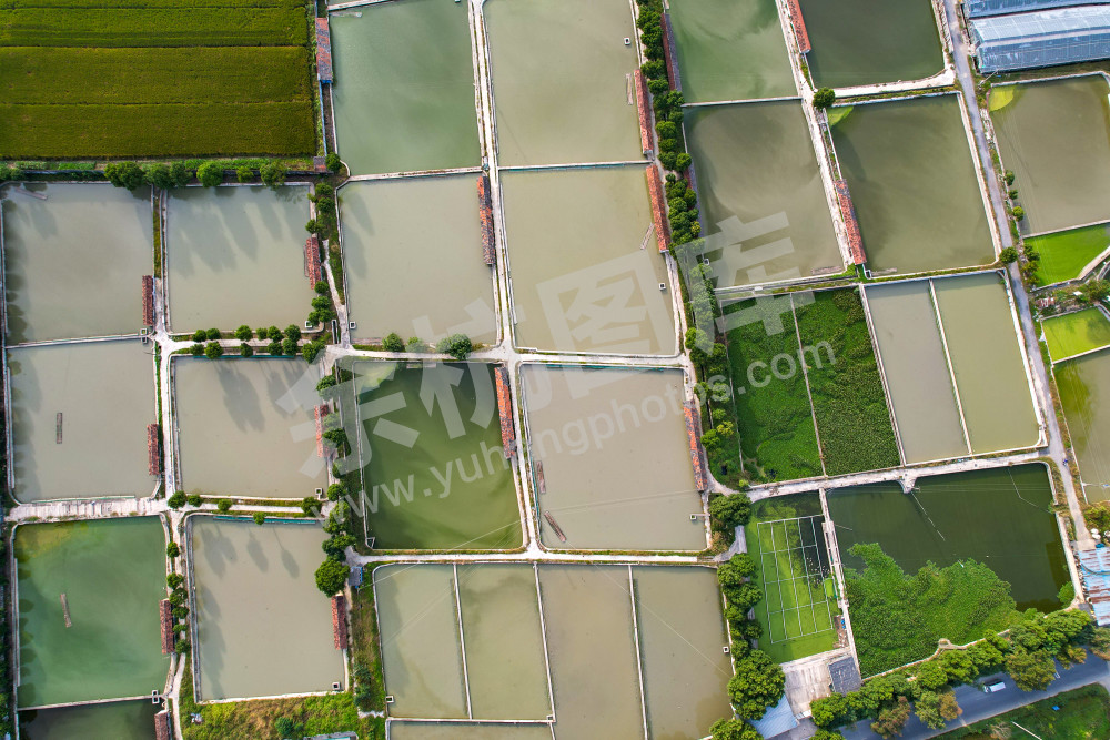 《鱼塘里的共富路》