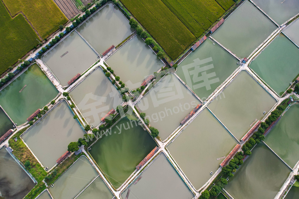 《生态鱼塘美如调色板》