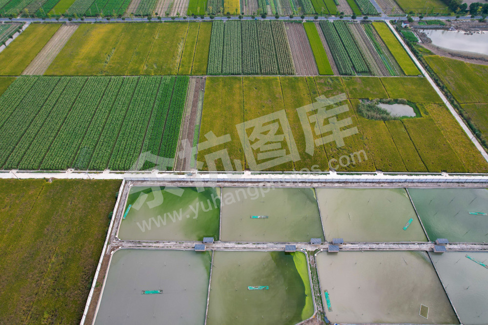 《生态鱼塘美如调色板》