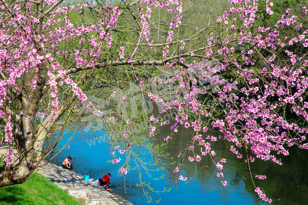 《美丽笤溪我的家》