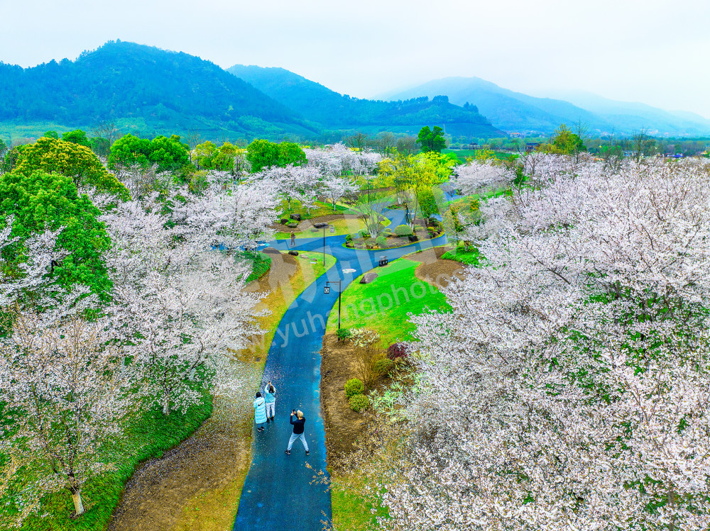 《樱花如云醉径山》