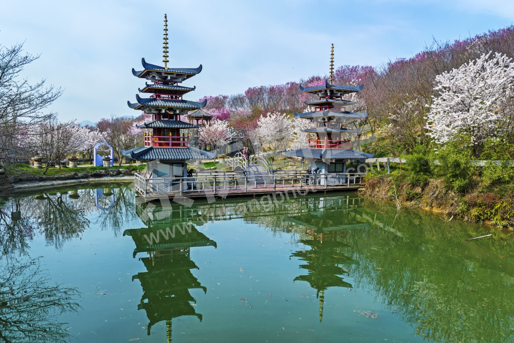 塘埠樱花园