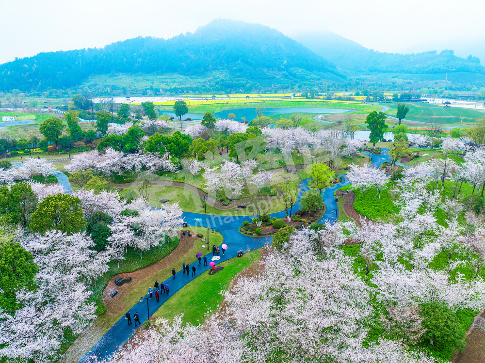 《樱花细雨满庭春》