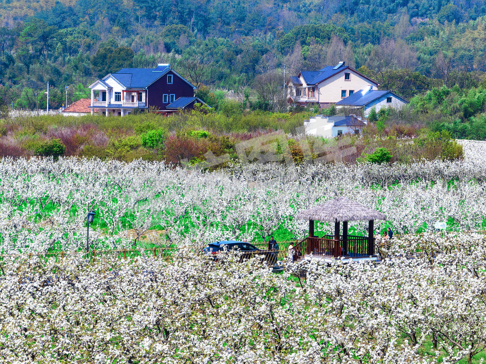 梨园飞雪 春见鸬鸟