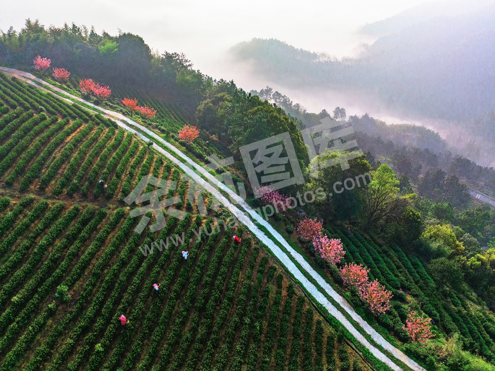花香茶香云雾茶