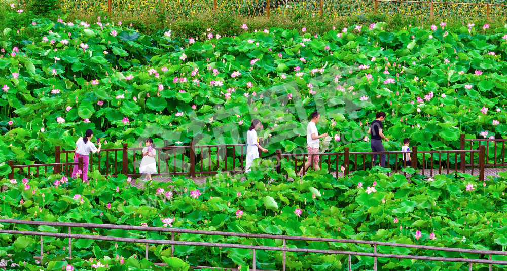 荷花宫样美人妆