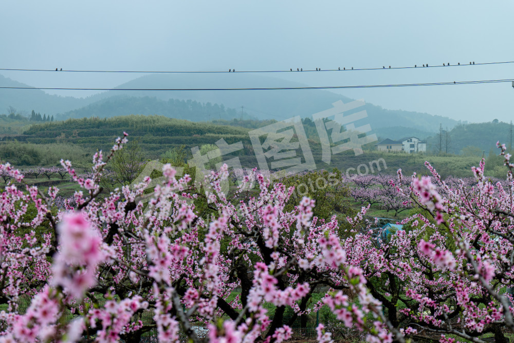 家住桃花山