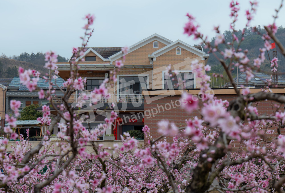 家住桃花山