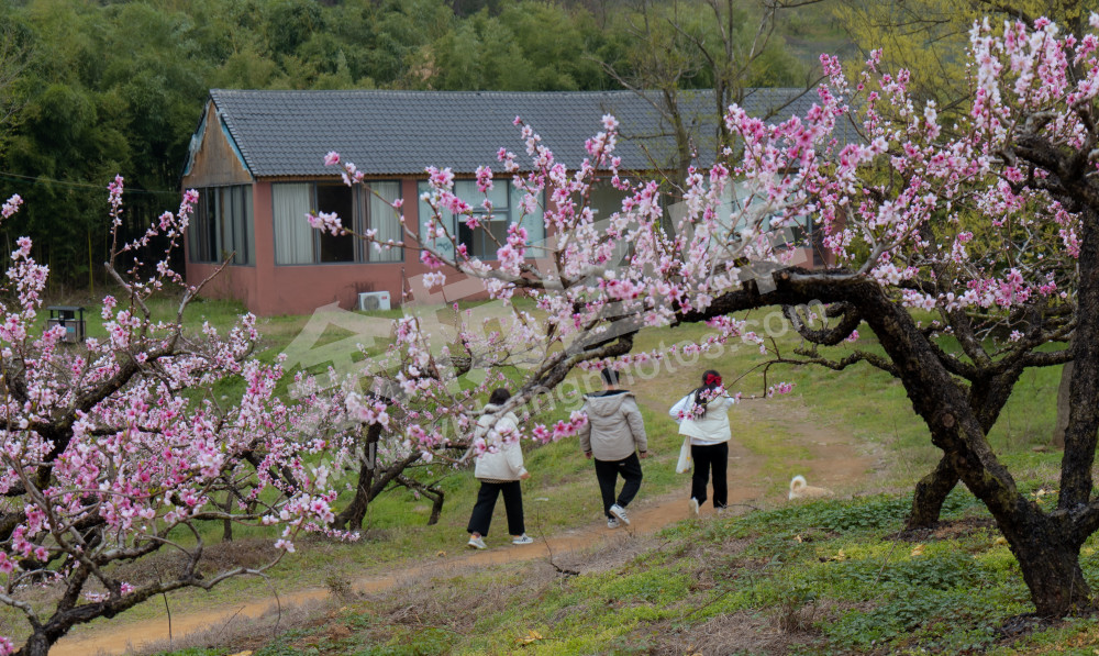 家住桃花山