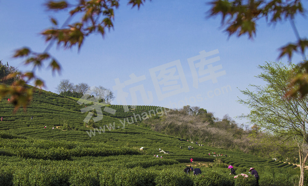 一寸光阴一寸茶