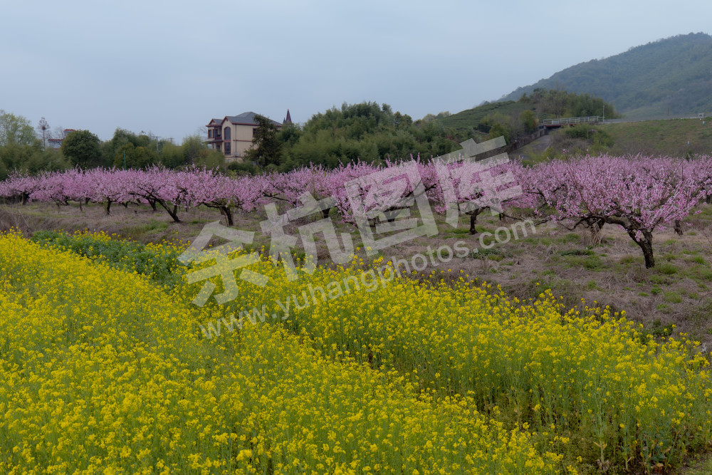 家住桃花山