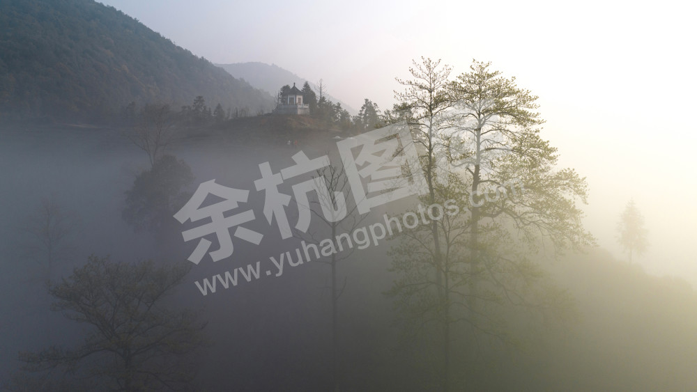 茶园仙境（组3）
