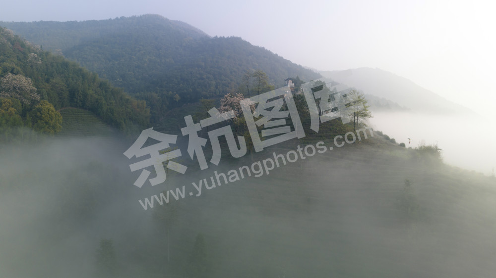 茶园仙境（组5）