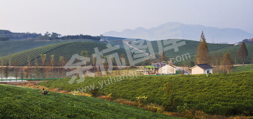 《有机茶示范基地》