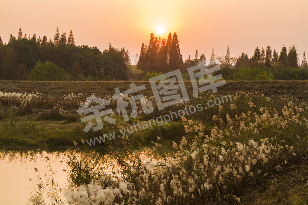 《草荡日落》