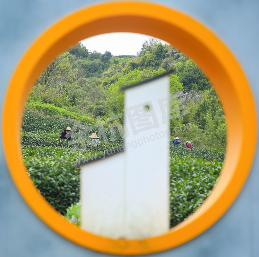 《采茶圆舞曲》