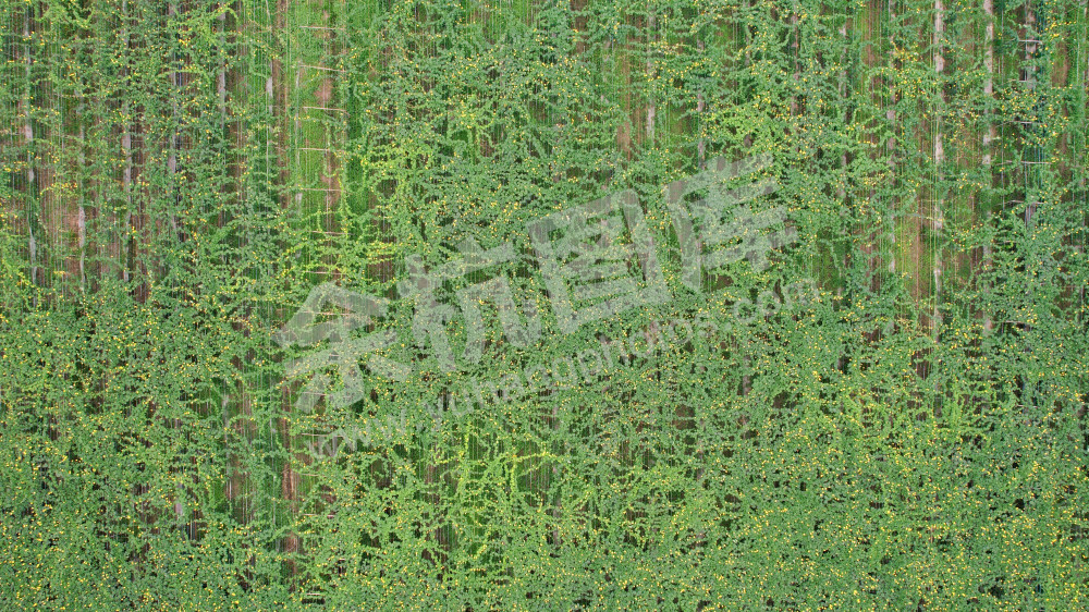 《丝瓜产业》