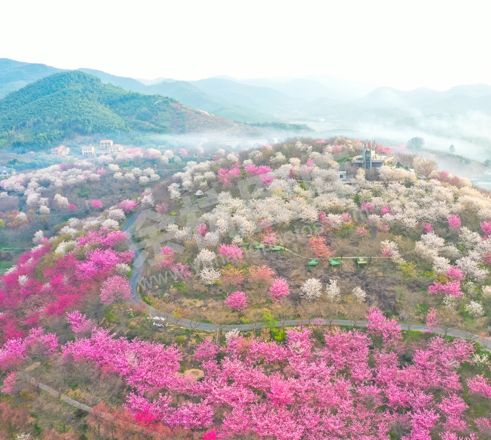 梦幻樱花谷