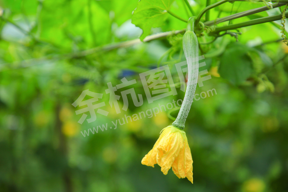 《丝瓜产业》