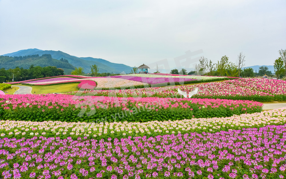 径山花海美如画