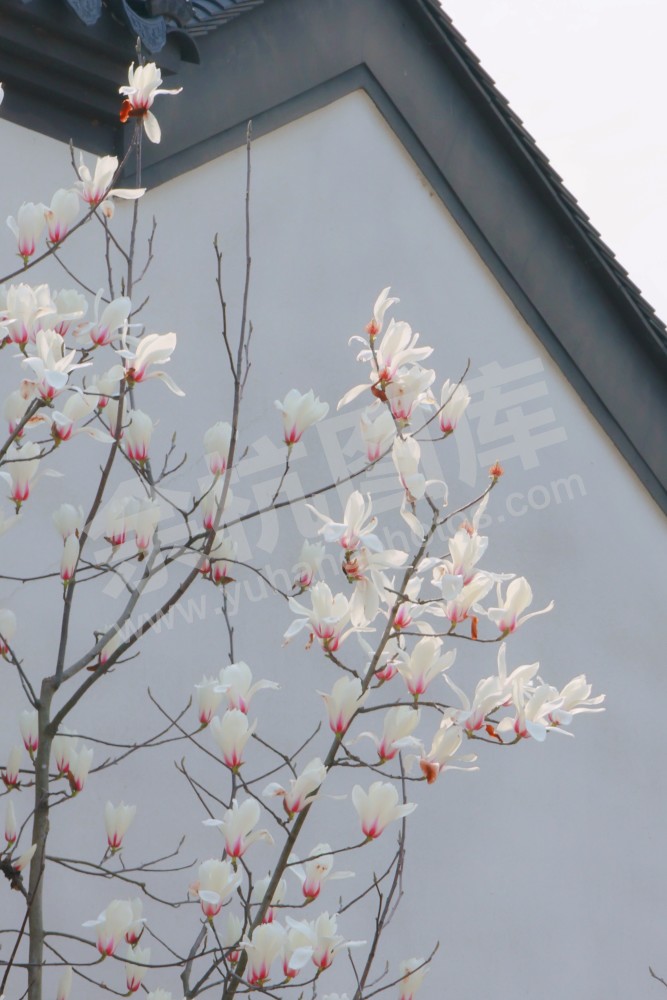闲林埠老街玉兰花
