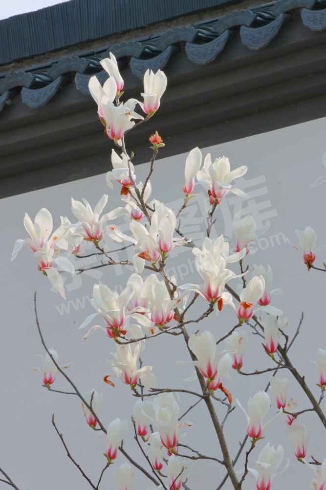 闲林埠老街玉兰花