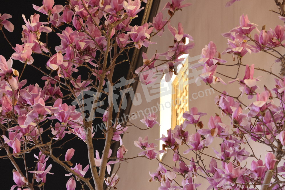 闲林埠老街玉兰花