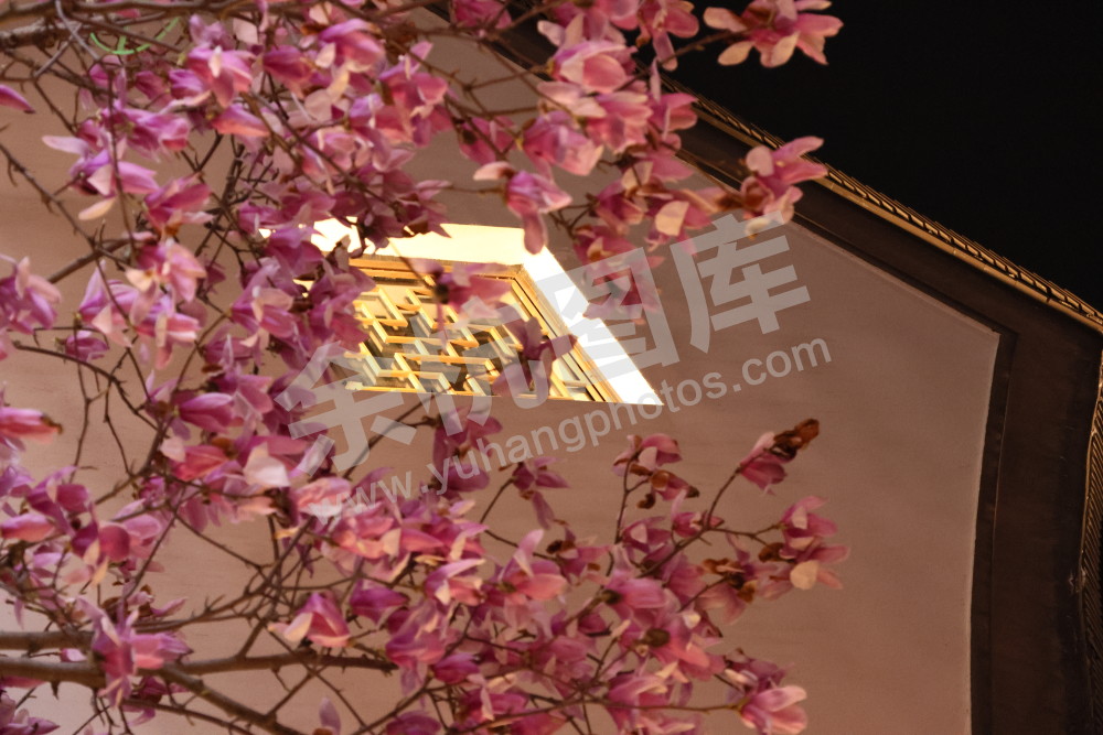 闲林埠老街玉兰花