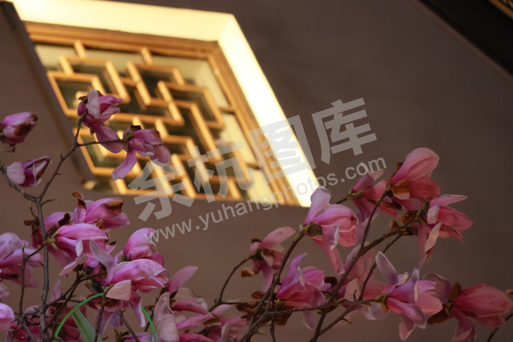 闲林埠老街玉兰花