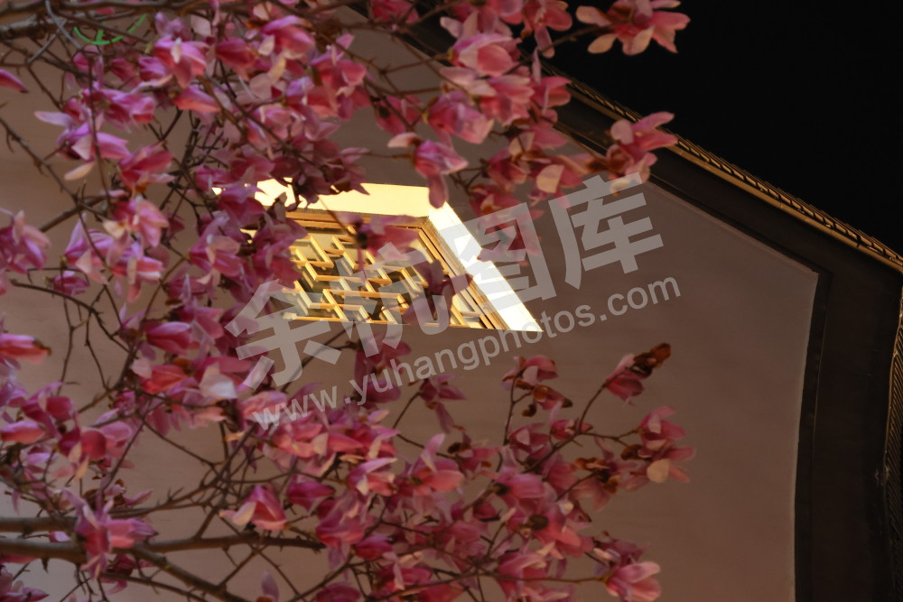 闲林埠老街玉兰花