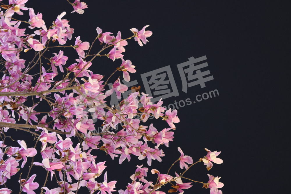 闲林埠老街玉兰花