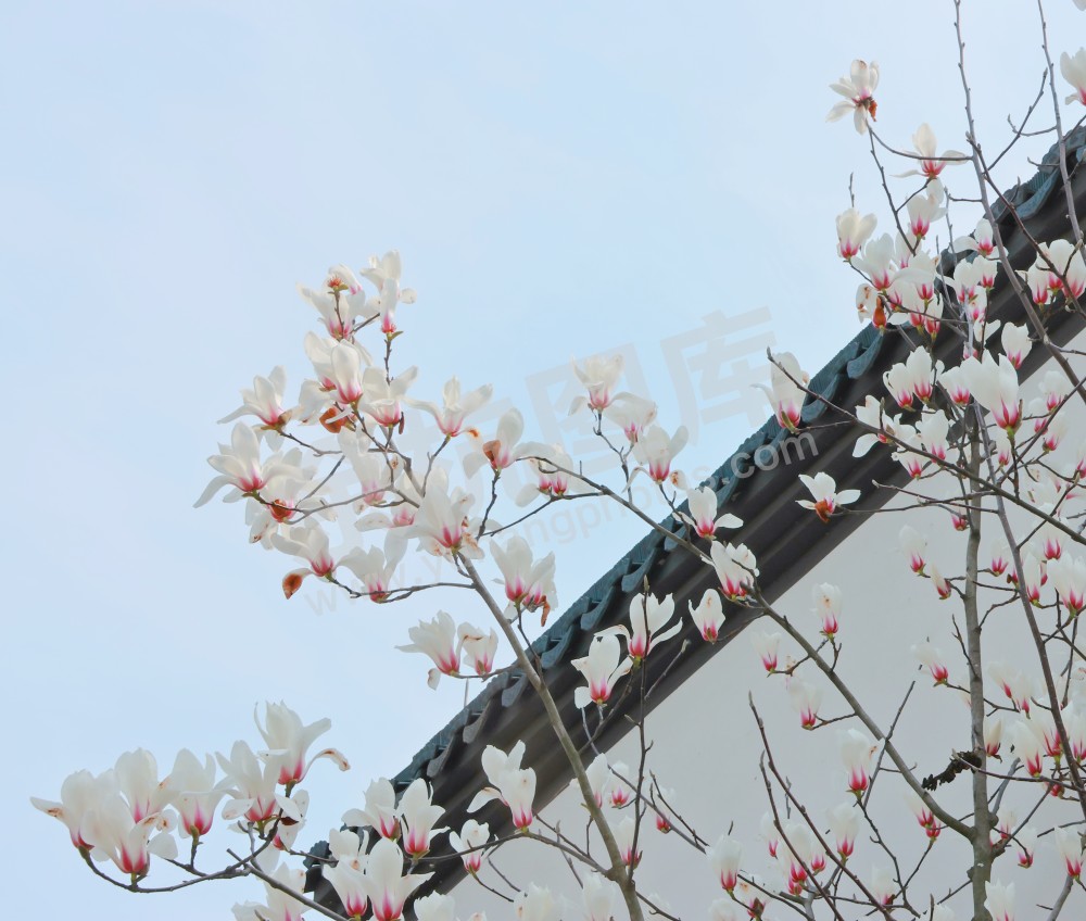 闲林埠老街玉兰花