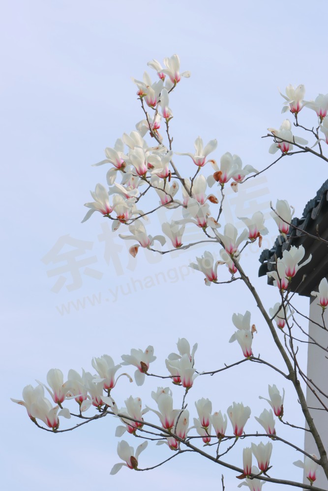 闲林埠老街玉兰花