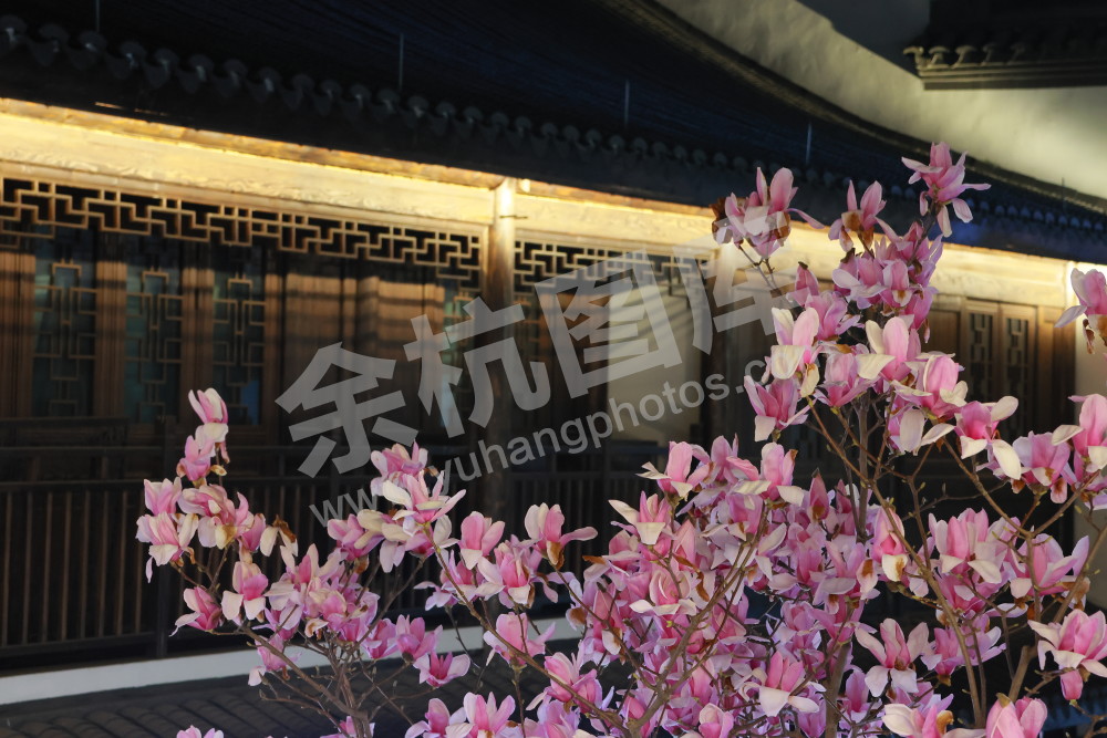 闲林埠老街玉兰花