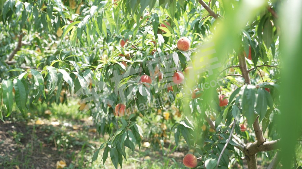 余杭区土特产蜜梨、蜜桃