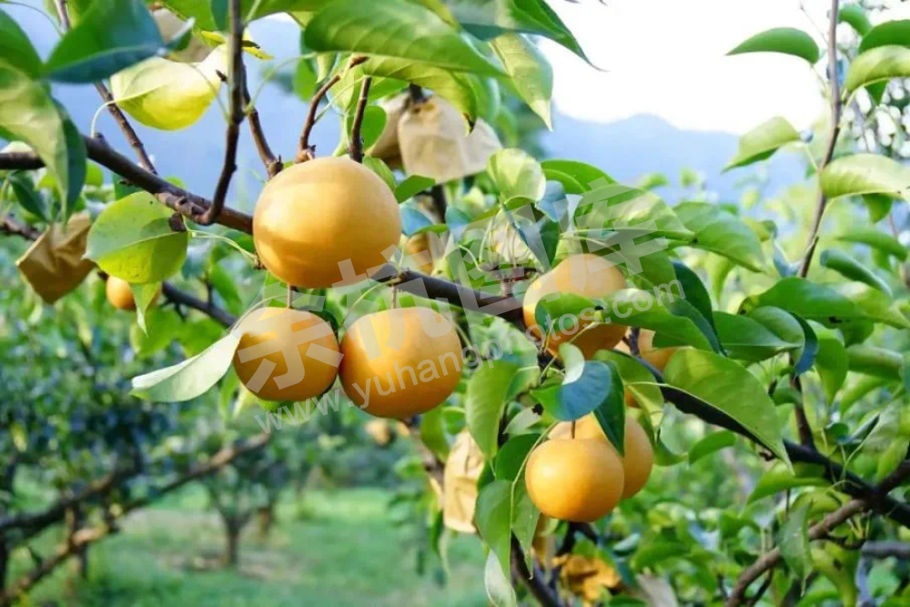 余杭区土特产蜜梨、蜜桃
