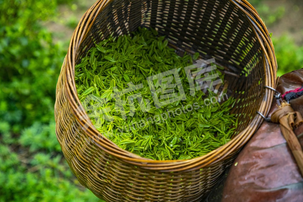 径山采茶