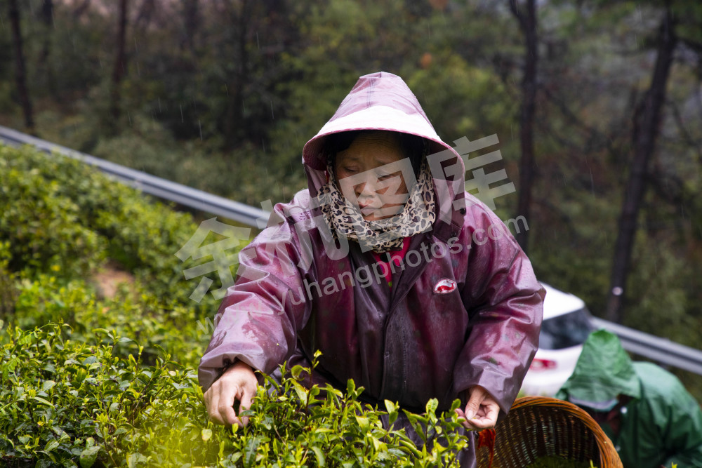 径山采茶