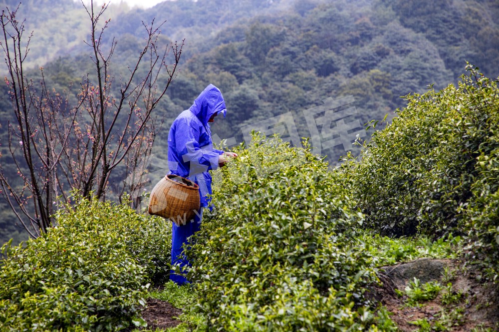 径山采茶