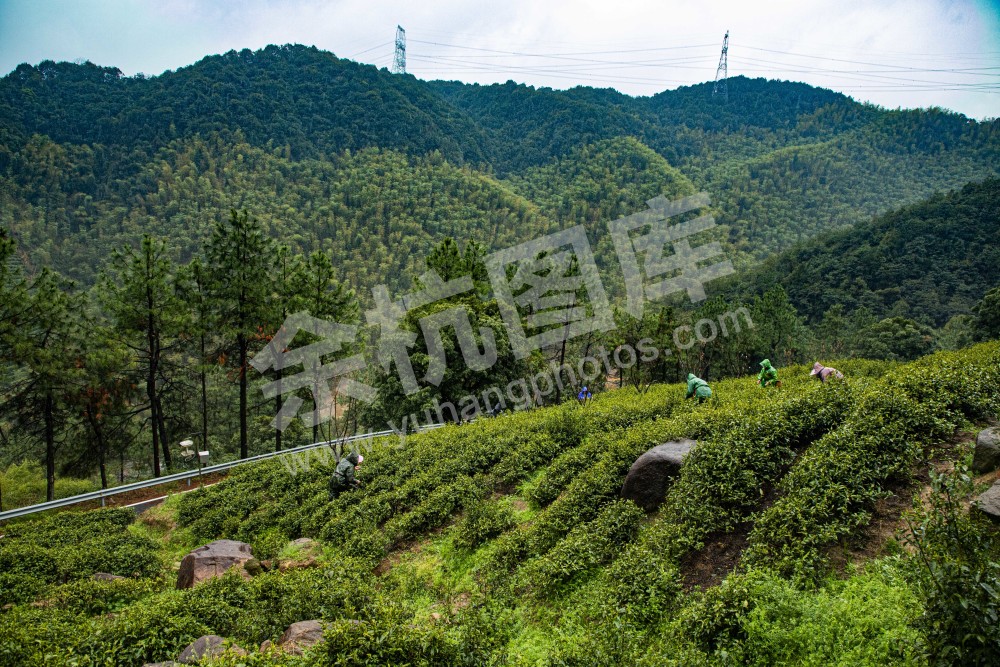 径山采茶