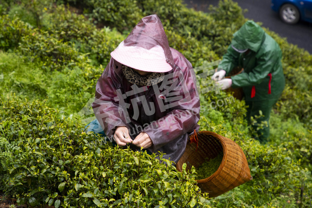 径山采茶