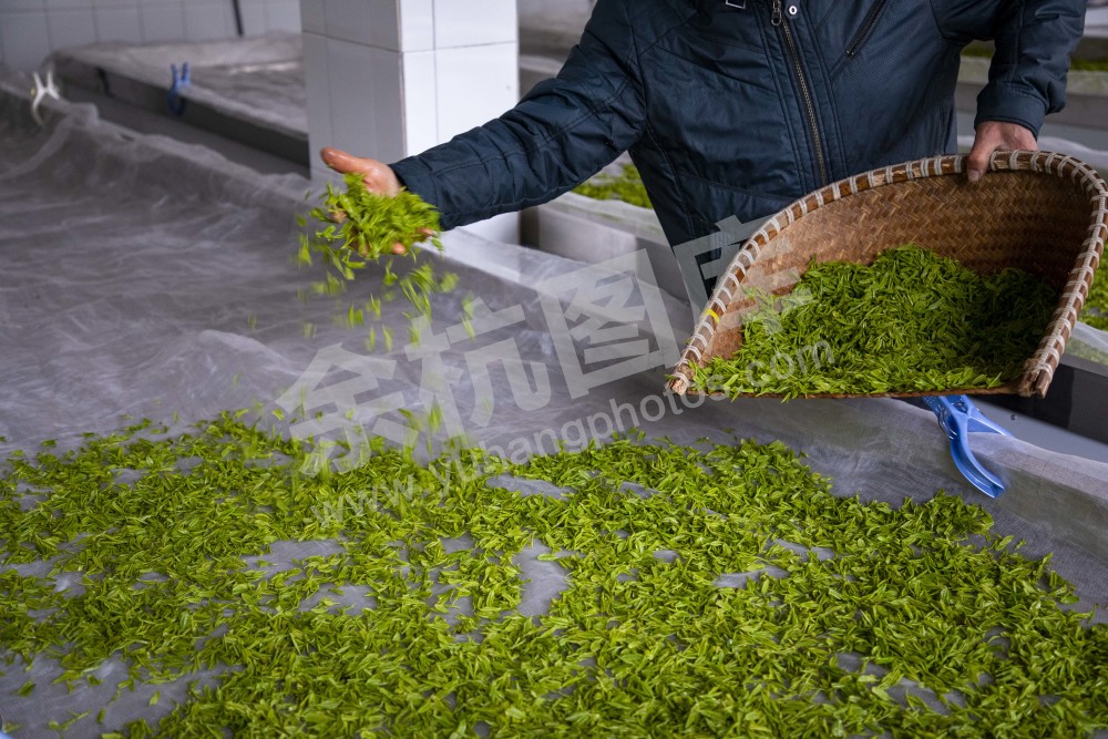 径山采茶