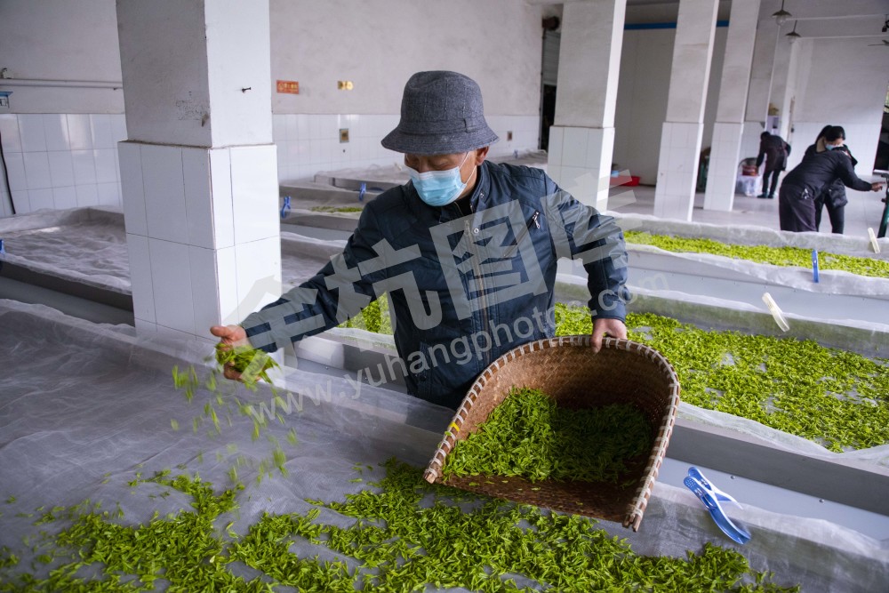 径山采茶