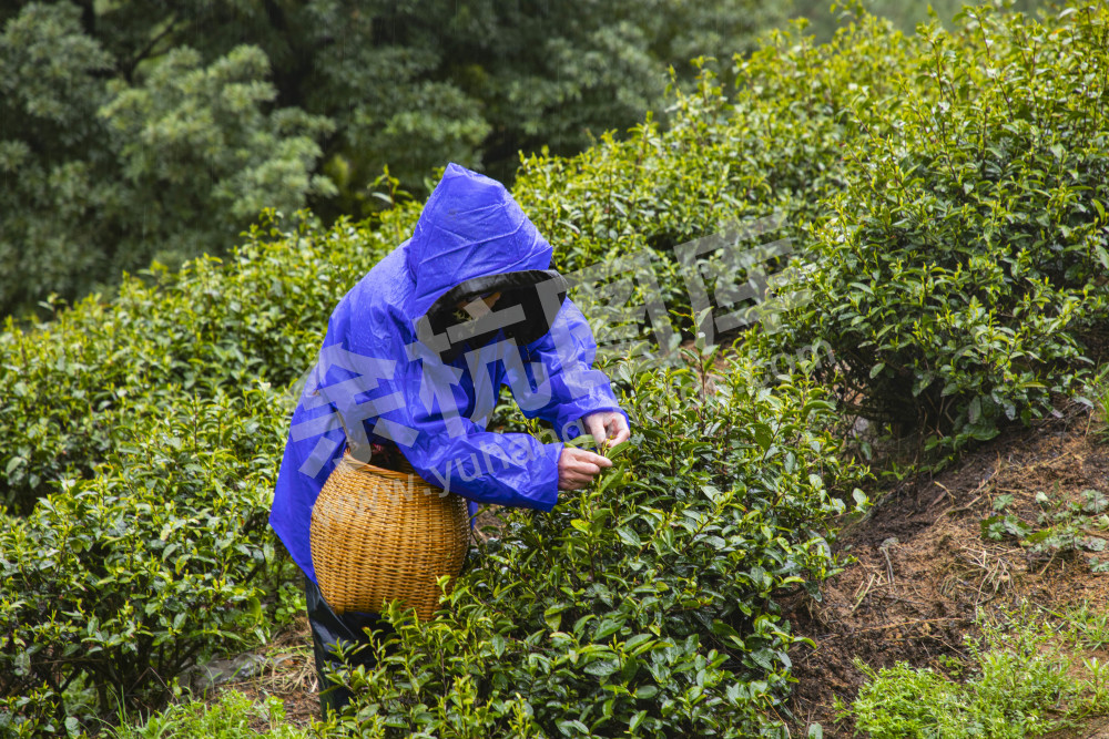 径山采茶