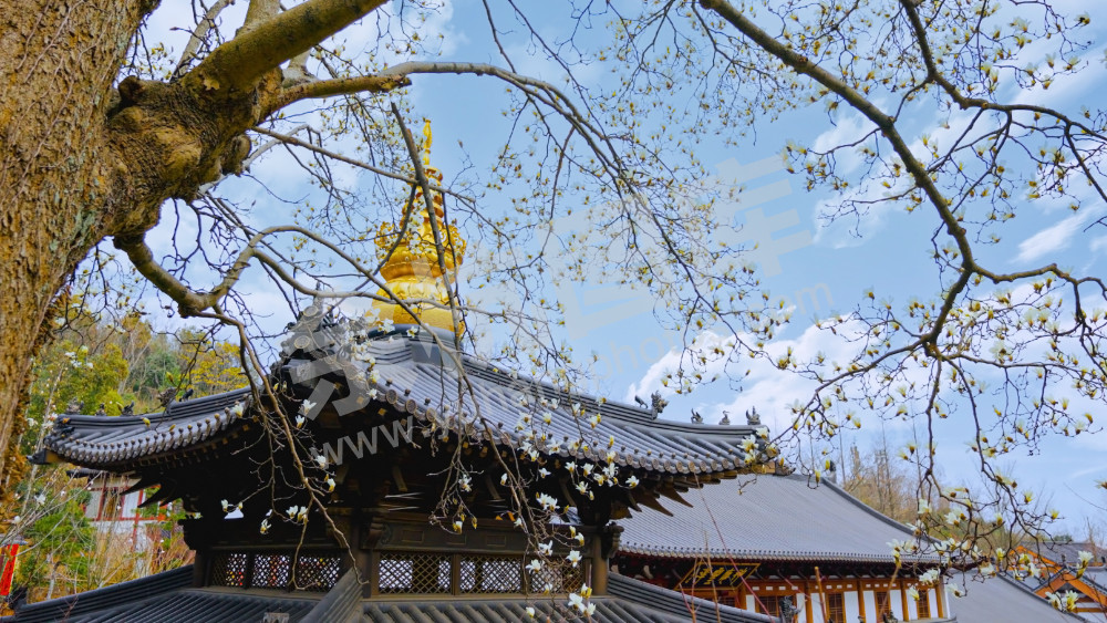 径山寺玉兰花