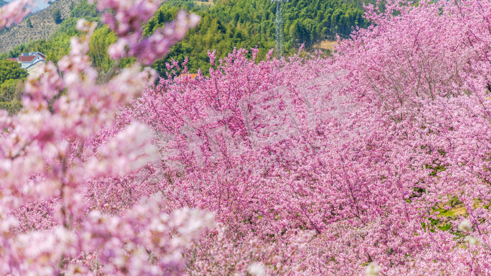 樱花谷