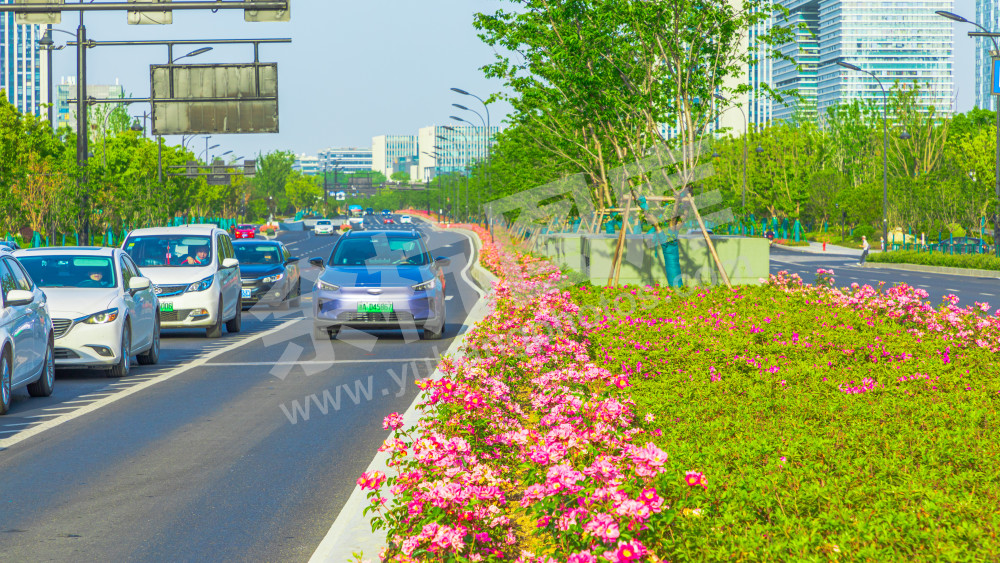 文一西路花卉