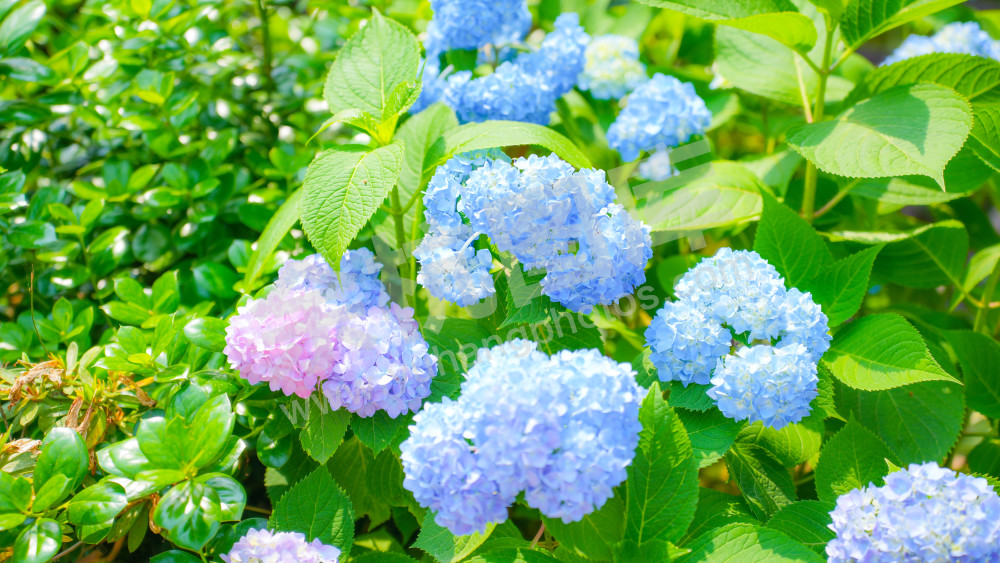 绣球花